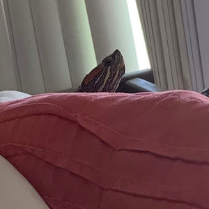 Meet your Posher, Matthew